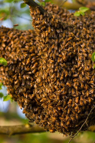 Drone pszczół — Zdjęcie stockowe