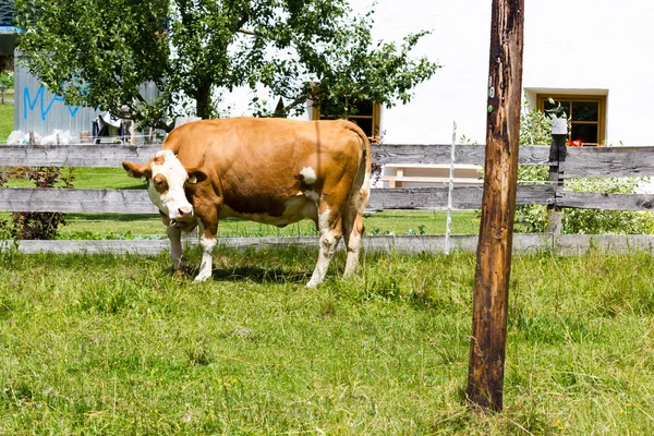 Корови пасуться на траві — стокове фото