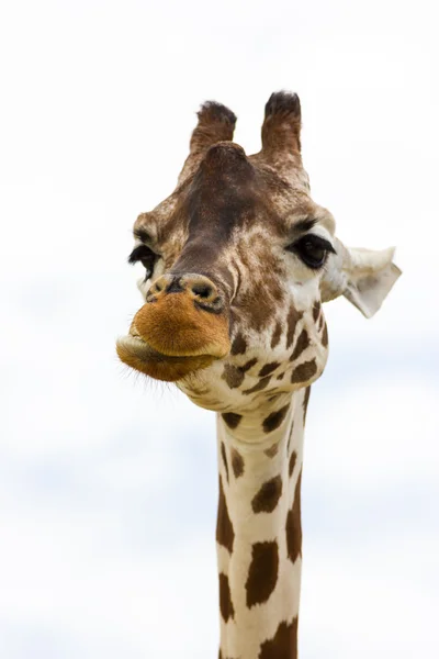 Front view Giraffe — Stock Photo, Image