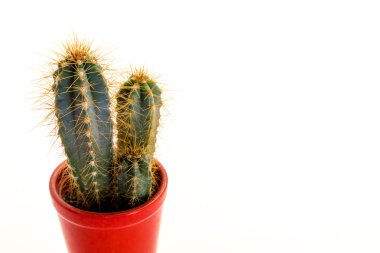 dikenli kaktüs bitki