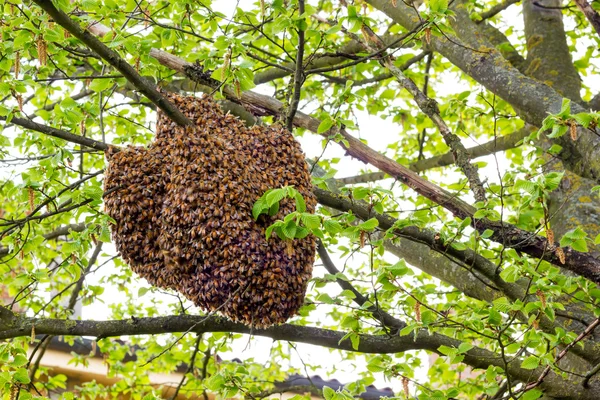 꿀벌의 무인 항공기 — 스톡 사진