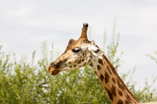 Vista lateral Girafa — Fotografia de Stock