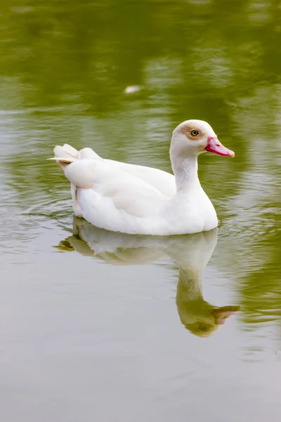 Белые утки на озере — стоковое фото