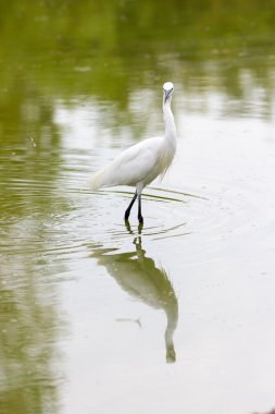 Su içine ak balıkçıl
