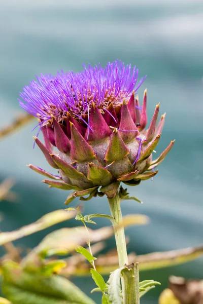 Artichoke flowering view — Stock Photo, Image