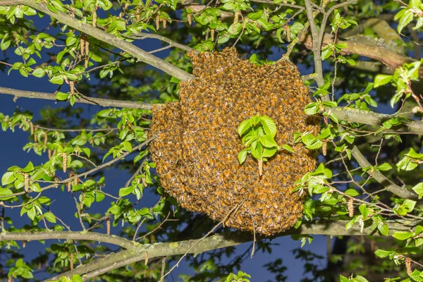 Drone of bees — Stock Photo, Image