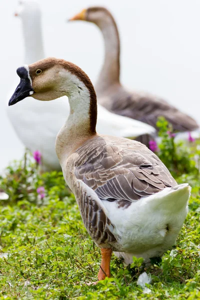 Gänse Nahaufnahme — Stockfoto