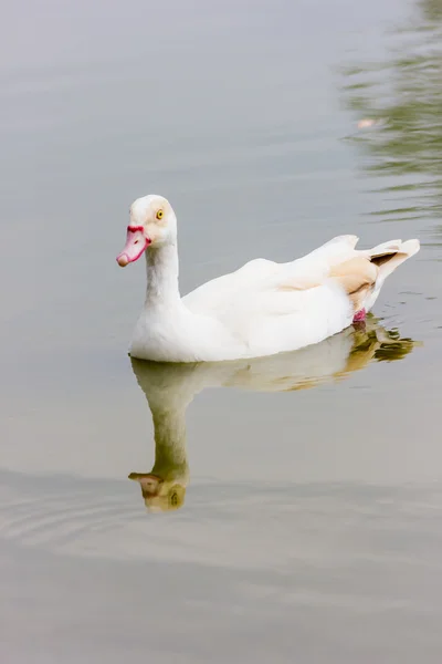 Anatre bianche sul lago — Foto Stock