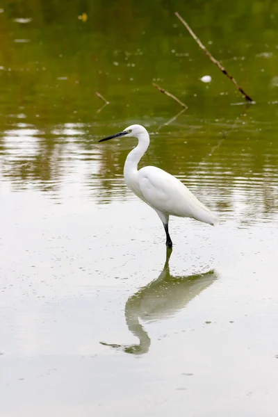 Aigrette blanche dans l'eau — Photo