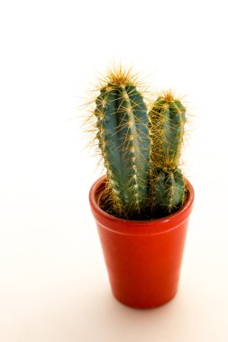 dikenli kaktüs bitki