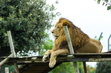 Güzel aslan görünümü