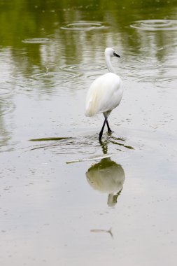 Güzel balıkçıl görünümü