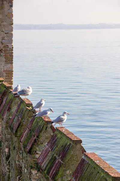 Scaliger Castillo Verona — Foto de Stock