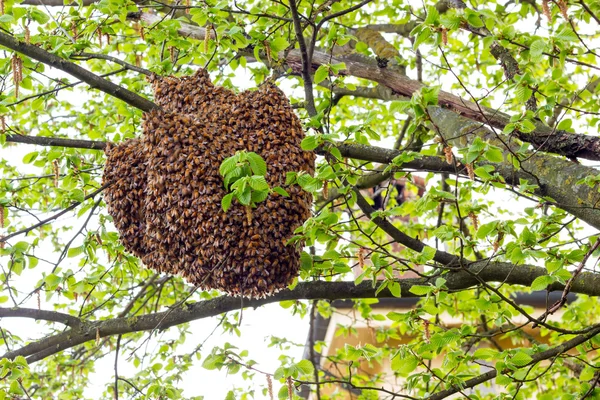 Drone of bees — Stock Photo, Image