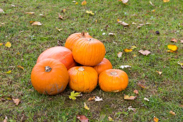 Orange pumpkins for Halloween Party — Stock Photo, Image