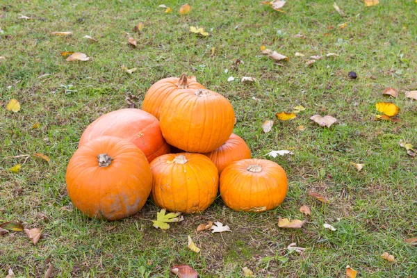 Orange pumpkins for Halloween Party