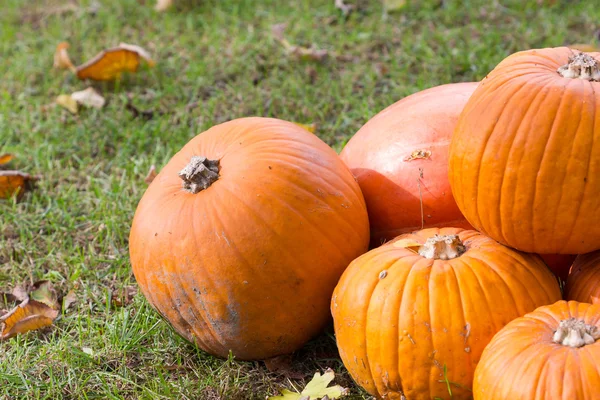 Orange pumpkins for Halloween Party