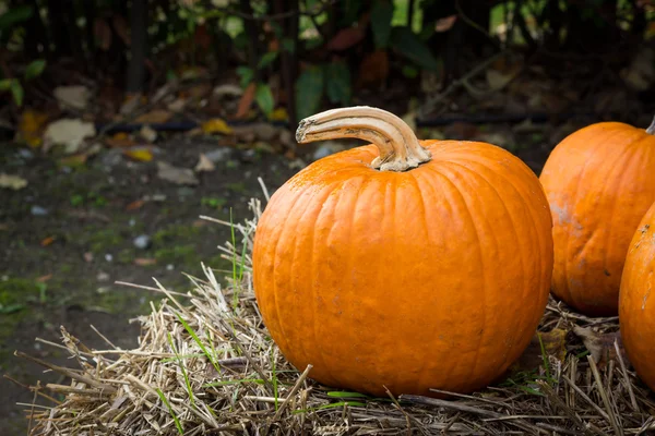 Pomarańczowe dynie halloween party — Zdjęcie stockowe