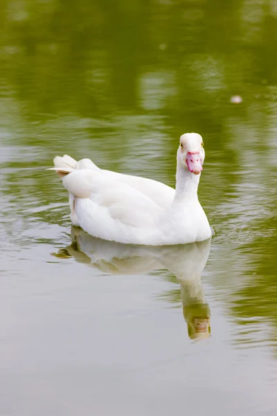 湖中的白鸭 — 图库照片