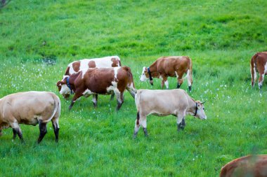 Görünüm otlayan inekler