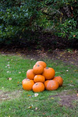 Cadılar Bayramı partisi için turuncu kabak