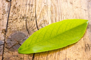 Yeşil yaprakları görünümü