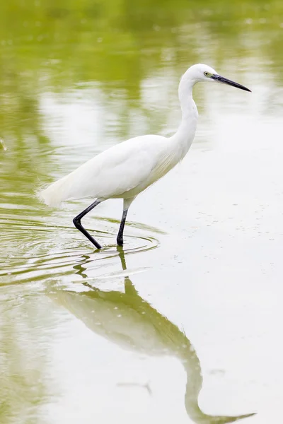 Silberreiher in einem See — Stockfoto