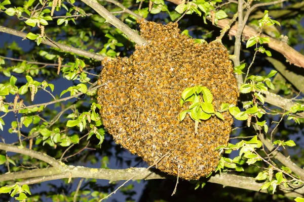 Беспилотник пчел — стоковое фото