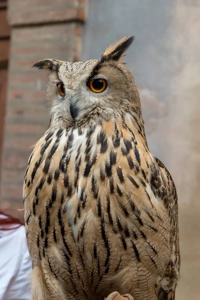 Búho Águila Cerca — Foto de Stock