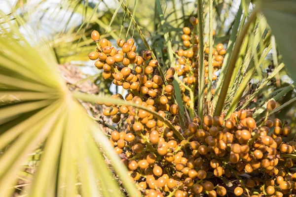 Chamaerops Humilis Palma Nana — Stockfoto