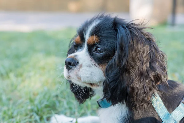 Süvari kralının portresi