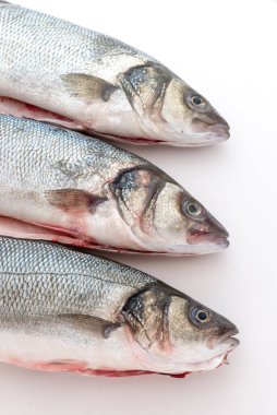 Beyaz arkaplan ile deniz levreği