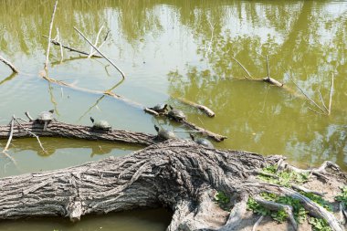 Kaplumbağalar güneşe uzandı.