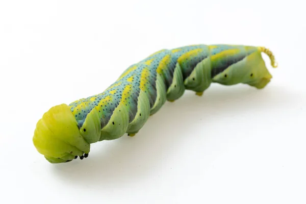 Acherontia Atropos Yaklaşın — Stok fotoğraf