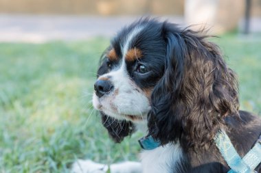 Süvari kralının portresi