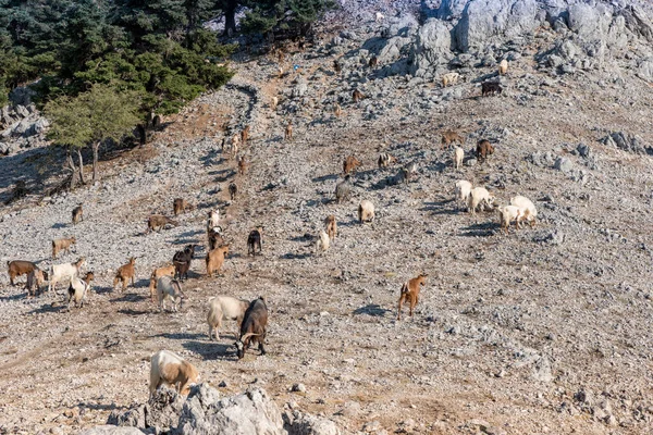 Національний Парк Енос Греції — стокове фото