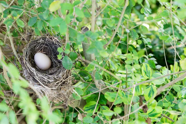 Vogelnest Mit — Stockfoto