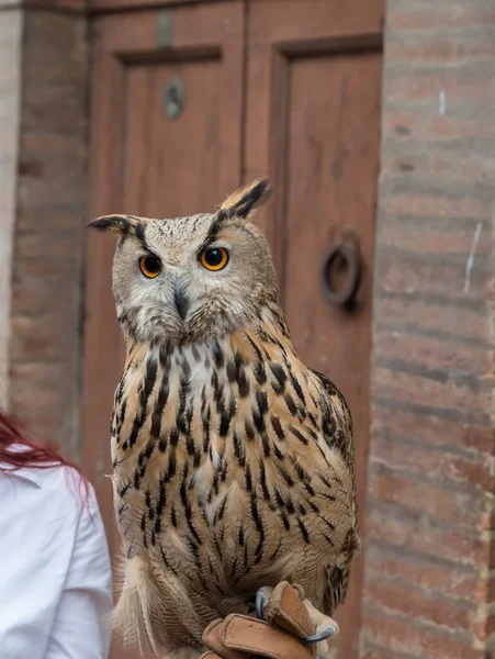 Eagle owl closeup view