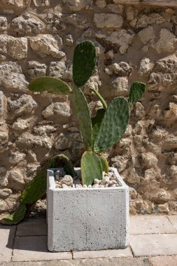 Vieste Puglia Denizi ve Kasabası