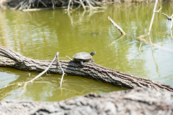 Turtles Stretched Out Sun — Stock Photo, Image