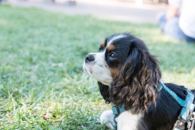 Süvari görüşünün portresi