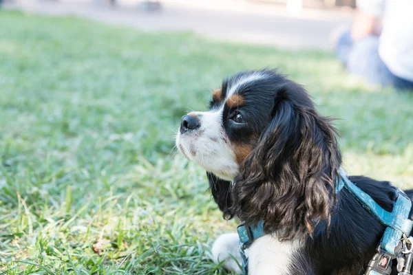 Süvari görüşünün portresi