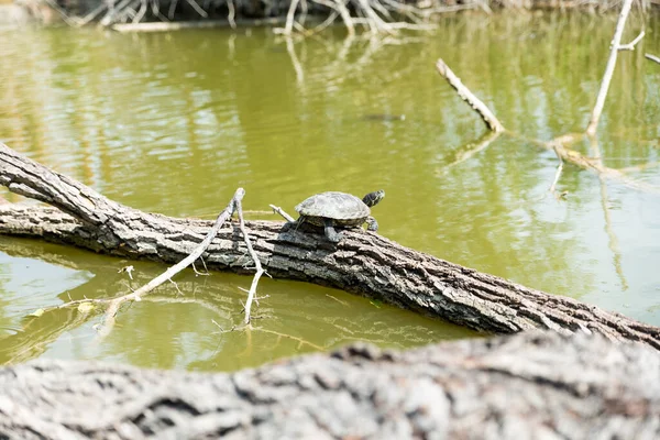 Turtles Stretched Out Sun — Stock Photo, Image