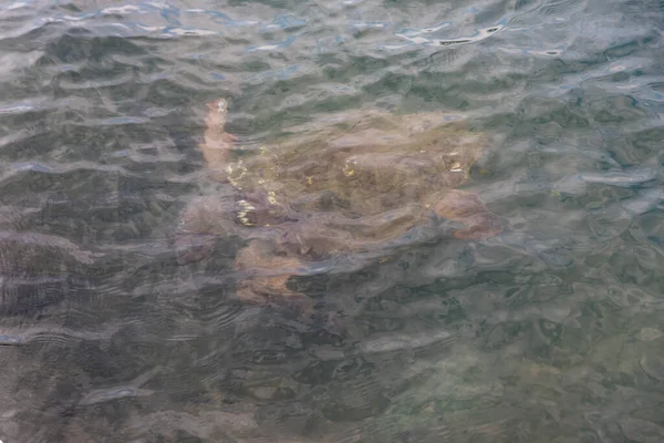 Caretta Caretta Tartaruga Argostoli Ilha Kefalonia Grécia — Fotografia de Stock