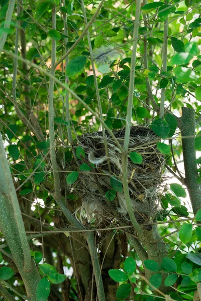 Vue Nid Oiseau Vide — Photo