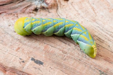 Acherontia Atropos, yaklaşın.