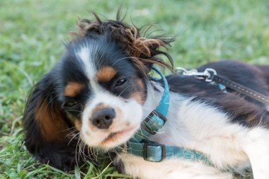 Süvari kralının portresi