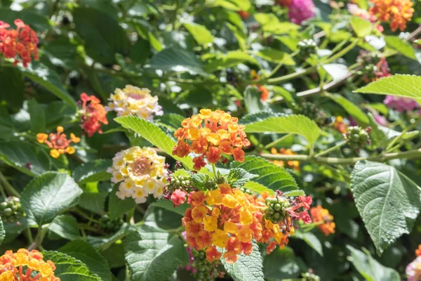 Jardín Botánico Catania Sicilia — Foto de Stock