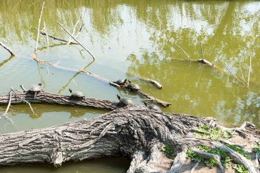 Kaplumbağalar güneşe uzandı.