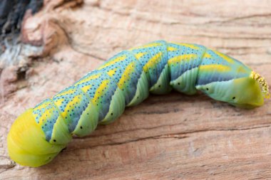 Acherontia Atropos yakın çekim 
